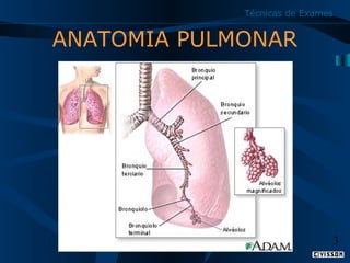 Técnicas de Exames

ANATOMIA PULMONAR

3

 