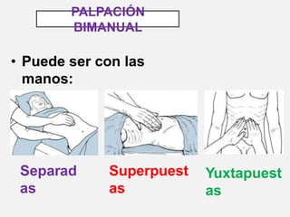PALPACIÓN
BIMANUAL
• Puede ser con las
manos:
Separad
as
Superpuest
as
Yuxtapuest
as
 