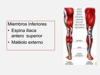 Miembros Inferiores
• Espina iliaca
antero superior
• Maléolo externo
 