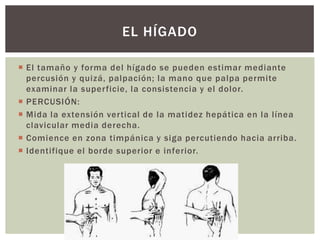  El tamaño y forma del hígado se pueden estimar mediante
percusión y quizá, palpación; la mano que palpa permite
examinar la superficie, la consistencia y el dolor.
 PERCUSIÓN:
 Mida la extensión vertical de la matidez hepática en la línea
clavicular media derecha.
 Comience en zona timpánica y siga percutiendo hacia arriba.
 Identifique el borde superior e inferior.
EL HÍGADO
 