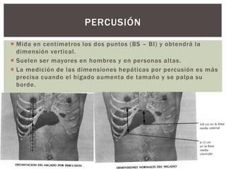  Mida en centímetros los dos puntos (BS – BI) y obtendrá la
dimensión vertical.
 Suelen ser mayores en hombres y en personas altas.
 La medición de las dimensiones hepáticas por percusión es más
precisa cuando el hígado aumenta de tamaño y se palpa su
borde.
PERCUSIÓN
 