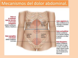 Mecanismos del dolor abdominal.
 