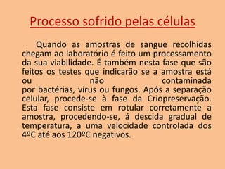 Processo sofrido pelas células
Quando as amostras de sangue recolhidas
chegam ao laboratório é feito um processamento
da sua viabilidade. É também nesta fase que são
feitos os testes que indicarão se a amostra está
ou
não
contaminada
por bactérias, vírus ou fungos. Após a separação
celular, procede-se à fase da Criopreservação.
Esta fase consiste em rotular corretamente a
amostra, procedendo-se, á descida gradual de
temperatura, a uma velocidade controlada dos
4ºC até aos 120ºC negativos.

 