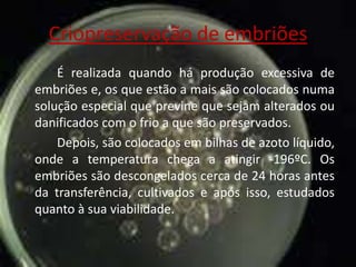 Criopreservação de embriões
É realizada quando há produção excessiva de
embriões e, os que estão a mais são colocados numa
solução especial que previne que sejam alterados ou
danificados com o frio a que são preservados.
Depois, são colocados em bilhas de azoto líquido,
onde a temperatura chega a atingir -196ºC. Os
embriões são descongelados cerca de 24 horas antes
da transferência, cultivados e após isso, estudados
quanto à sua viabilidade.

 