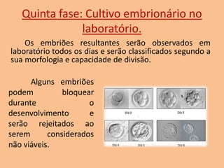 Quinta fase: Cultivo embrionário no
laboratório.
Os embriões resultantes serão observados em
laboratório todos os dias e serão classificados segundo a
sua morfologia e capacidade de divisão.
Alguns embriões
podem
bloquear
durante
o
desenvolvimento
e
serão rejeitados ao
serem
considerados
não viáveis.

 