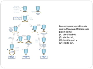 Ilustración esquemática de
cuatro técnicas diferentes de
patch clamp:
(A) cell-attached ,
(B) whole cell,
(C) outside-out, y
(D) inside-out.
 