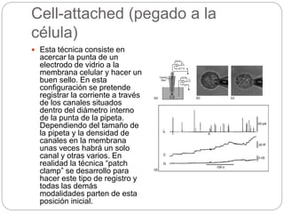 Cell-attached (pegado a la
célula)
 Esta técnica consiste en
acercar la punta de un
electrodo de vidrio a la
membrana celular y hacer un
buen sello. En esta
configuración se pretende
registrar la corriente a través
de los canales situados
dentro del diámetro interno
de la punta de la pipeta.
Dependiendo del tamaño de
la pipeta y la densidad de
canales en la membrana
unas veces habrá un solo
canal y otras varios. En
realidad la técnica “patch
clamp” se desarrollo para
hacer este tipo de registro y
todas las demás
modalidades parten de esta
posición inicial.
 