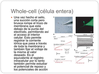 Whole-cell (célula entera)
 Una vez hecho el sello,
una succión corta pero
brusca rompe el trozo de
membrana que esta
debajo de la punta del
electrodo, permitiendo así
el acceso al interior
celular. Esto permite
registrar la corriente
iónica que pasa a través
de toda la membrana y
también fijar el voltaje de
la misma al valor
deseado. Es el
equivalente al registro
intracelular por lo tanto
también permite estudiar
el potencial de reposo y
los potenciales de acción
 
