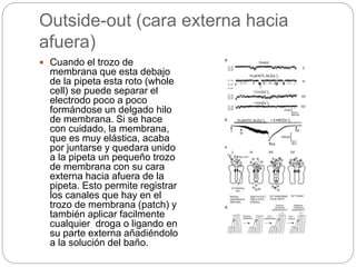 Outside-out (cara externa hacia
afuera)
 Cuando el trozo de
membrana que esta debajo
de la pipeta esta roto (whole
cell) se puede separar el
electrodo poco a poco
formándose un delgado hilo
de membrana. Si se hace
con cuidado, la membrana,
que es muy elástica, acaba
por juntarse y quedara unido
a la pipeta un pequeño trozo
de membrana con su cara
externa hacia afuera de la
pipeta. Esto permite registrar
los canales que hay en el
trozo de membrana (patch) y
también aplicar facilmente
cualquier droga o ligando en
su parte externa añadiéndolo
a la solución del baño.
 