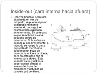 Inside-out (cara interna hacia afuera)
 Una vez hecho el sello (cell-
attached), en vez de
romperlo, se puede separar
la pipeta lentamente
intentando conseguir el
mismo efecto explicado
anteriormente. En este caso
lo que se obtiene es una
pequeña esfera de
membrana. Si la esfera se
expone al aire brevemente, a
menudo se rompe la parte
expuesta de membrana,
quedando un trozo de
membrana unido a la pipeta,
pero en este caso con el
interior para afuera. Esta
variante es muy útil para
poder aplicar drogas al
interior del trozo de
membrana y estudiar los
canales que contiene.
 