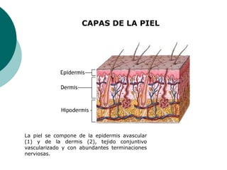 CAPAS DE LA PIEL
La piel se compone de la epidermis avascular
(1) y de la dermis (2), tejido conjuntivo
vascularizado y con abundantes terminaciones
nerviosas.
 
