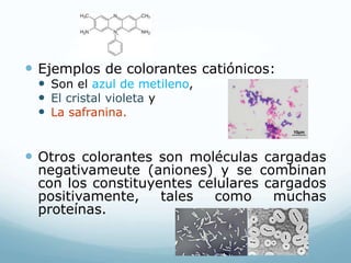  Ejemplos de colorantes catiónicos:
 Son el azul de metileno,
 El cristal violeta y
 La safranina.
 Otros colorantes son moléculas cargadas
negativameute (aniones) y se combinan
con los constituyentes celulares cargados
positivamente, tales como muchas
proteínas.
 