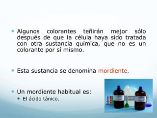  Algunos colorantes teñirán mejor sólo
después de que la célula haya sido tratada
con otra sustancia química, que no es un
colorante por sí mismo.
 Esta sustancia se denomina mordiente.
 Un mordiente habitual es:
 El ácido tánico.
 