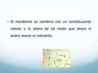  El mordiente se combina con un constituyente
celular y lo altera de tal modo que ahora sí
podrá atacar el colorante.
 