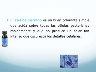  El azul de metileno es un buen colorante simple
que actúa sobre todas las células bacterianas
rápidamente y que no produce un color tan
intenso que oscurezca los detalles celulares.
 