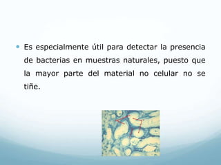  Es especialmente útil para detectar la presencia
de bacterias en muestras naturales, puesto que
la mayor parte del material no celular no se
tiñe.
 