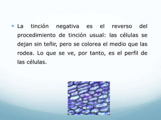  La tinción negativa es el reverso del
procedimiento de tinción usual: las células se
dejan sin teñir, pero se colorea el medio que las
rodea. Lo que se ve, por tanto, es el perfil de
las células.
 