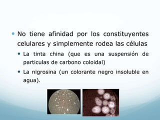  No tiene afinidad por los constituyentes
celulares y simplemente rodea las células
 La tinta china (que es una suspensión de
particulas de carbono coloidal)
 La nigrosina (un colorante negro insoluble en
agua).
 