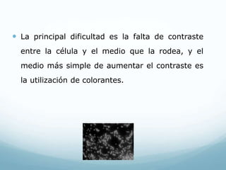  La principal dificultad es la falta de contraste
entre la célula y el medio que la rodea, y el
medio más simple de aumentar el contraste es
la utilización de colorantes.
 