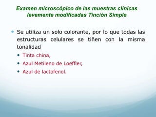 Examen microscópico de las muestras clínicas
levemente modificadas Tinción Simple
 Se utiliza un solo colorante, por lo que todas las
estructuras celulares se tiñen con la misma
tonalidad
 Tinta china,
 Azul Metileno de Loeffler,
 Azul de lactofenol.
 