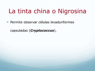 La tinta china o Nigrosina
 Permite observar células levaduriformes
capsuladas (Cryptococcus).
 