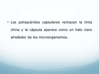  Los polisacáridos capsulares rechazan la tinta
china y la cápsula aparece como un halo claro
alrededor de los microorganismos.
 