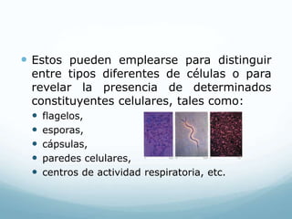  Estos pueden emplearse para distinguir
entre tipos diferentes de células o para
revelar la presencia de determinados
constituyentes celulares, tales como:
 flagelos,
 esporas,
 cápsulas,
 paredes celulares,
 centros de actividad respiratoria, etc.
 
