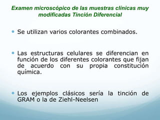 Examen microscópico de las muestras clínicas muy
modificadas Tinción Diferencial
 Se utilizan varios colorantes combinados.
 Las estructuras celulares se diferencian en
función de los diferentes colorantes que fijan
de acuerdo con su propia constitución
química.
 Los ejemplos clásicos sería la tinción de
GRAM o la de Ziehl-Neelsen
 