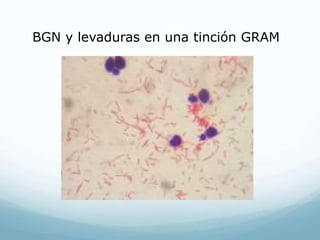 BGN y levaduras en una tinción GRAM
 