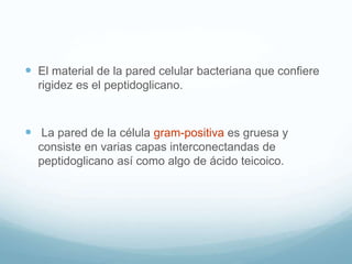  El material de la pared celular bacteriana que confiere
rigidez es el peptidoglicano.
 La pared de la célula gram-positiva es gruesa y
consiste en varias capas interconectandas de
peptidoglicano así como algo de ácido teicoico.
 