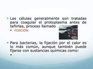  Las células generalmente son tratadas
para coagular el protoplasma antes de
teñirlas, proceso llamado
 FIJACIÓN.
 Para bacterias, la fijación por el calor es
lo más común, aunque también puede
fijarse con sustancias químicas como:
 formaldehido, ácidos y alcoholes.
 