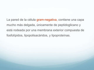 La pared de la célula gram-negativa, contiene una capa
mucho más delgada, únicamente de peptidoglicano y
está rodeada por una membrana exterior compuesta de
fosfolípidos, lipopolisacáridos, y lipoproteínas.
 