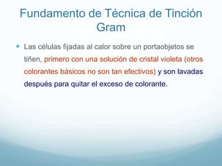 Fundamento de Técnica de Tinción
Gram
 Las células fijadas al calor sobre un portaobjetos se
tiñen, primero con una solución de cristal violeta (otros
colorantes básicos no son tan efectivos) y son lavadas
después para quitar el exceso de colorante.
 