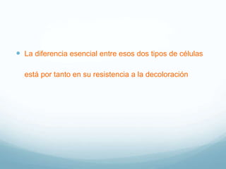  La diferencia esencial entre esos dos tipos de células
está por tanto en su resistencia a la decoloración
 