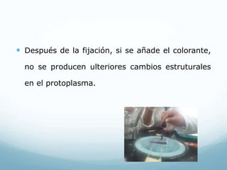  Después de la fijación, si se añade el colorante,
no se producen ulteriores cambios estruturales
en el protoplasma.
 