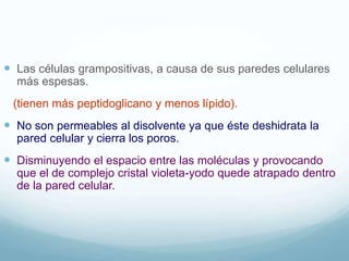  Las células grampositivas, a causa de sus paredes celulares
más espesas.
(tienen más peptidoglicano y menos lípido).
 No son permeables al disolvente ya que éste deshidrata la
pared celular y cierra los poros.
 Disminuyendo el espacio entre las moléculas y provocando
que el de complejo cristal violeta-yodo quede atrapado dentro
de la pared celular.
 