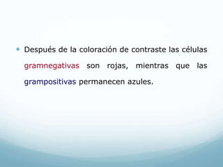  Después de la coloración de contraste las células
gramnegativas son rojas, mientras que las
grampositivas permanecen azules.
 