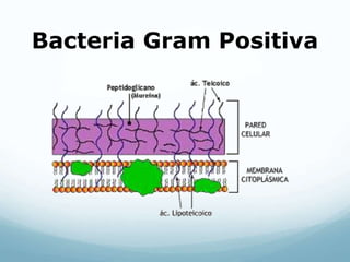 Bacteria Gram Positiva
 