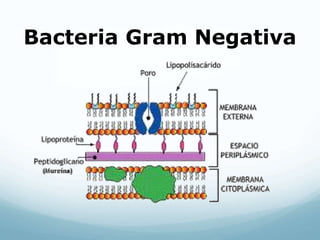 Bacteria Gram Negativa
 