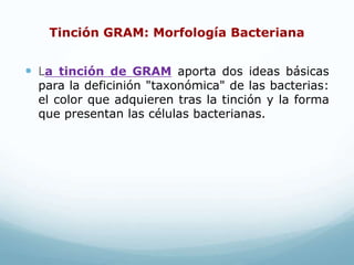 Tinción GRAM: Morfología Bacteriana
 La tinción de GRAM aporta dos ideas básicas
para la deficinión "taxonómica" de las bacterias:
el color que adquieren tras la tinción y la forma
que presentan las células bacterianas.
 