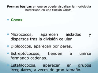 Formas básicas en que se puede visualizar la morfología
bacteriana en una tinción GRAM:
 Cocos
 Micrococos, aparecen aislados y
dispersos tras la división celular.
 Diplococos, aparecen por pares.
 Estreptococoss, tienden a unirse
formando cadenas.
 Estafilococos, aparecen en grupos
irregulares, a veces de gran tamaño.
 