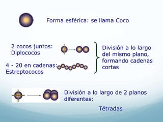 Forma esférica: se llama Coco
División a lo largo
del mismo plano,
formando cadenas
cortas
2 cocos juntos:
Diplococos
4 - 20 en cadenas:
Estreptococos
División a lo largo de 2 planos
diferentes:
Tétradas
 