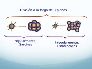 División a lo largo de 3 planos
regularmente:
Sarcinas
irregularmente:
Estafilococos
 