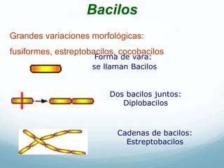 Bacilos
Grandes variaciones morfológicas:
fusiformes, estreptobacilos, cocobacilos
Forma de vara:
se llaman Bacilos
Dos bacilos juntos:
Diplobacilos
Cadenas de bacilos:
Estreptobacilos
 
