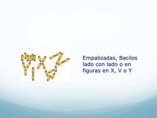 Empalizadas, Bacilos
lado con lado o en
figuras en X, V o Y
 