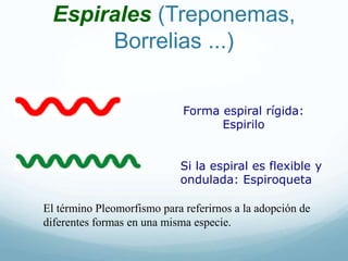 Espirales (Treponemas,
Borrelias ...)
Forma espiral rígida:
Espirilo
Si la espiral es flexible y
ondulada: Espiroqueta
El término Pleomorfismo para referirnos a la adopción de
diferentes formas en una misma especie.
 