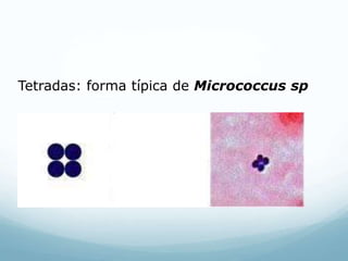 Tetradas: forma típica de Micrococcus sp
 