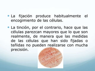  La fijación produce habitualmente el
encogimiento de las células.
 La tinción, por el contrario, hace que las
células parezcan mayores que lo que son
realmente, de manera que las medidas
de las células que han sido fijadas o
teñidas no pueden realizarse con mucha
precisión.
 
