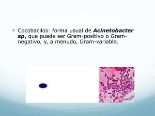  Cocobacilos: forma usual de Acinetobacter
sp, que puede ser Gram-positivo o Gram-
negativo, y, a menudo, Gram-variable.
 