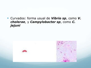  Curvados: forma usual de Vibrio sp, como V.
cholerae, y Campylobacter sp, como C.
jejuni
 